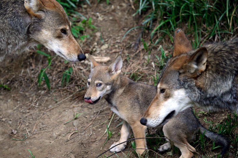 Conservationists Ask Court to Step in as Red Wolf Plan Looms