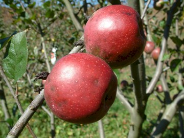 One on One: A Rare and Precious Apple