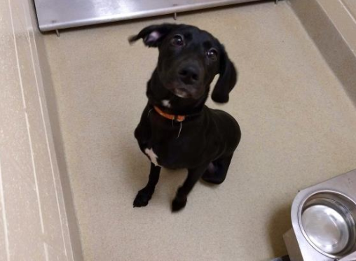 Adopt-A-Pet: Navy
