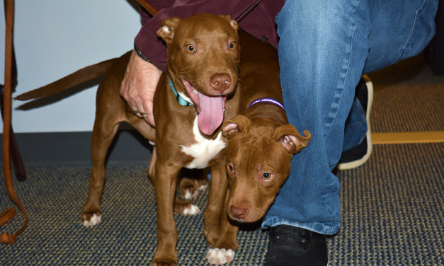 Adopt-A-Pet: Preparing Pets for Hurricane Dorian