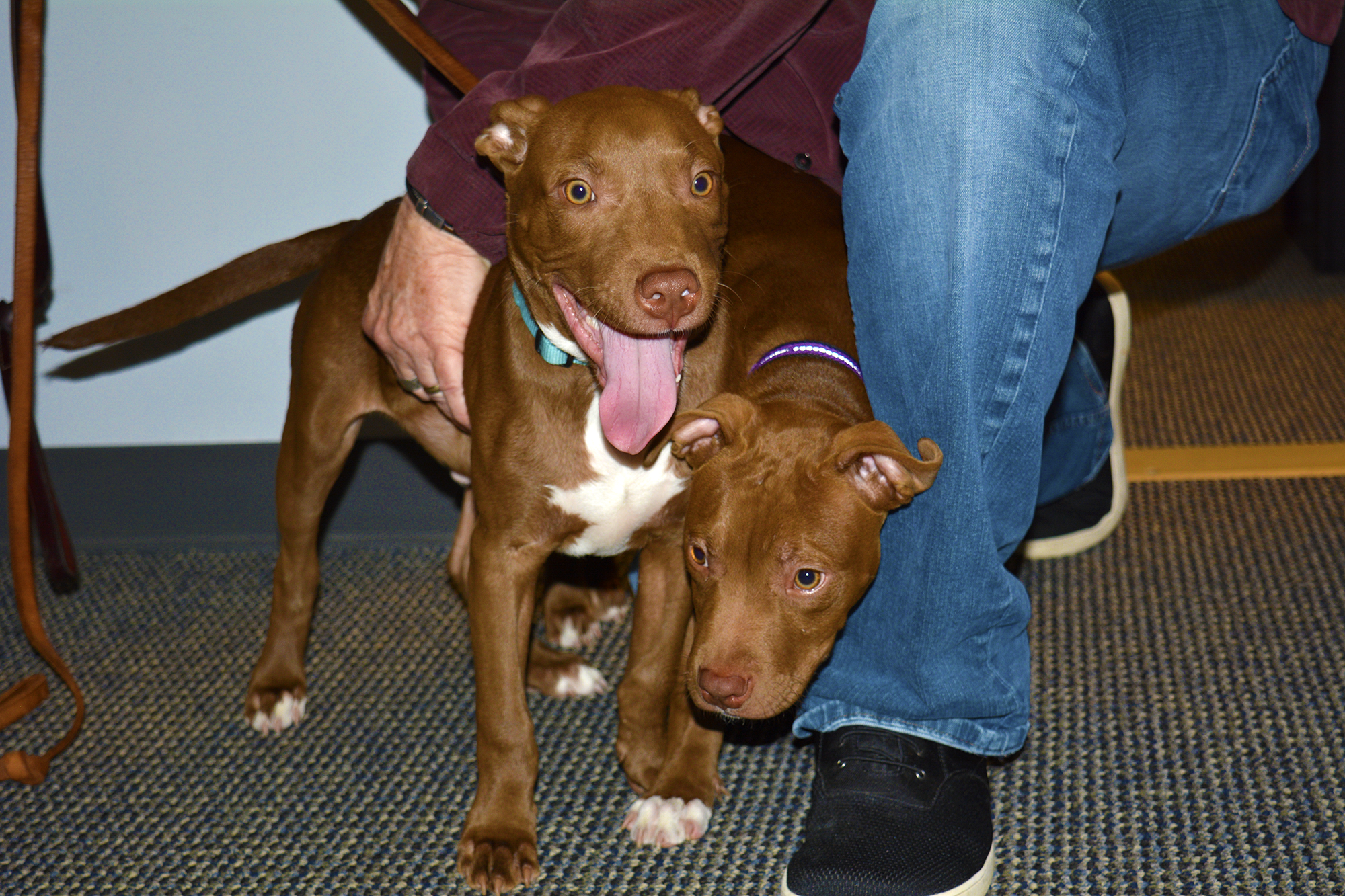 Adopt-A-Pet: Alex and Forrest