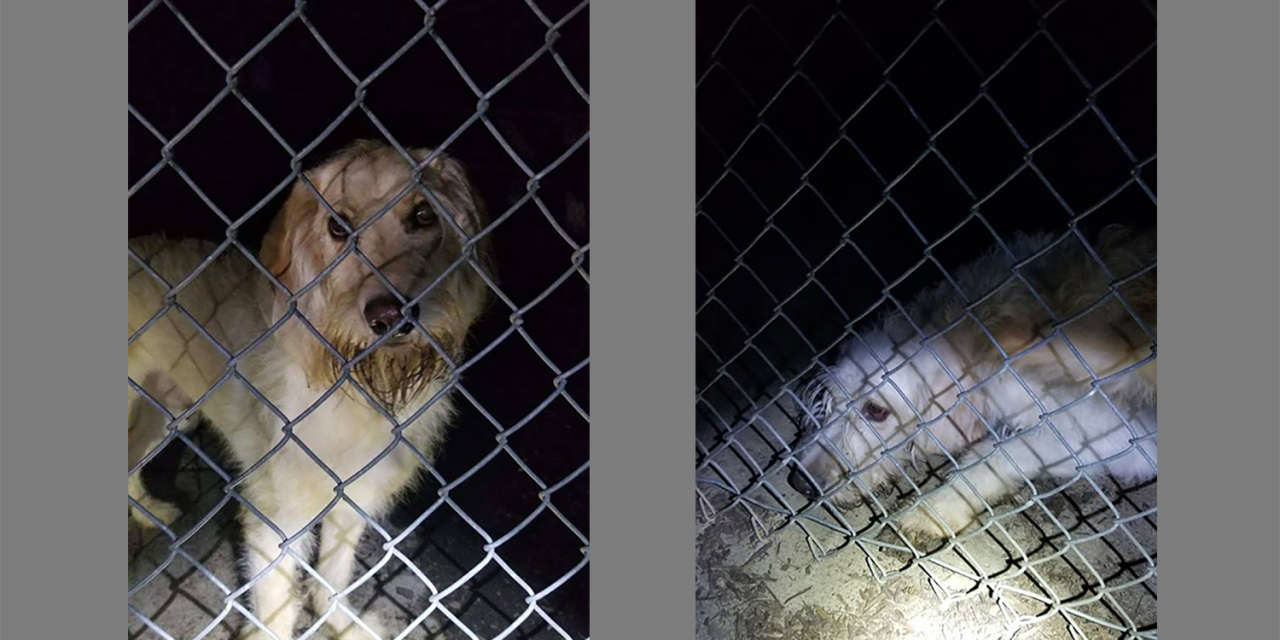 Hillsborough Police Find 2 Dogs Abandoned in Park During Cold Temperatures