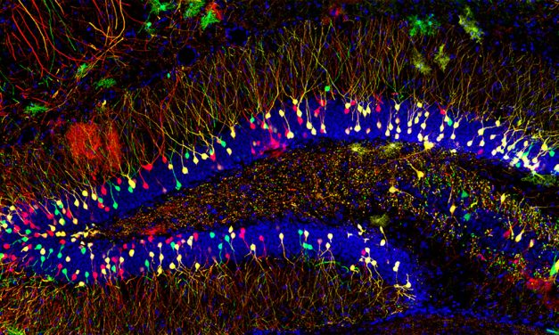 ‘The Art of Science and Innovation’ at the North Carolina Museum of Art