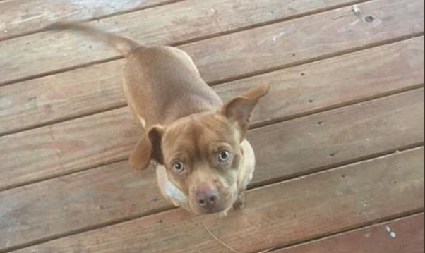 Carrboro Police Looking for Missing Dog