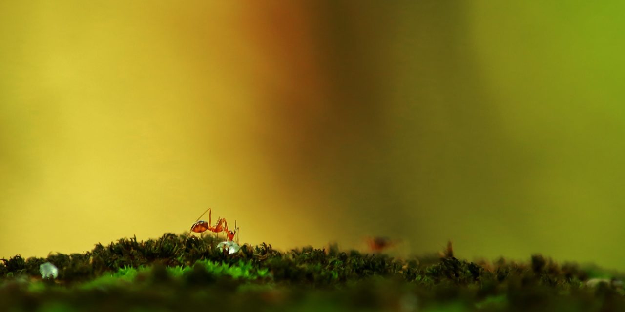 Tu for Two: Tar Heel Ants