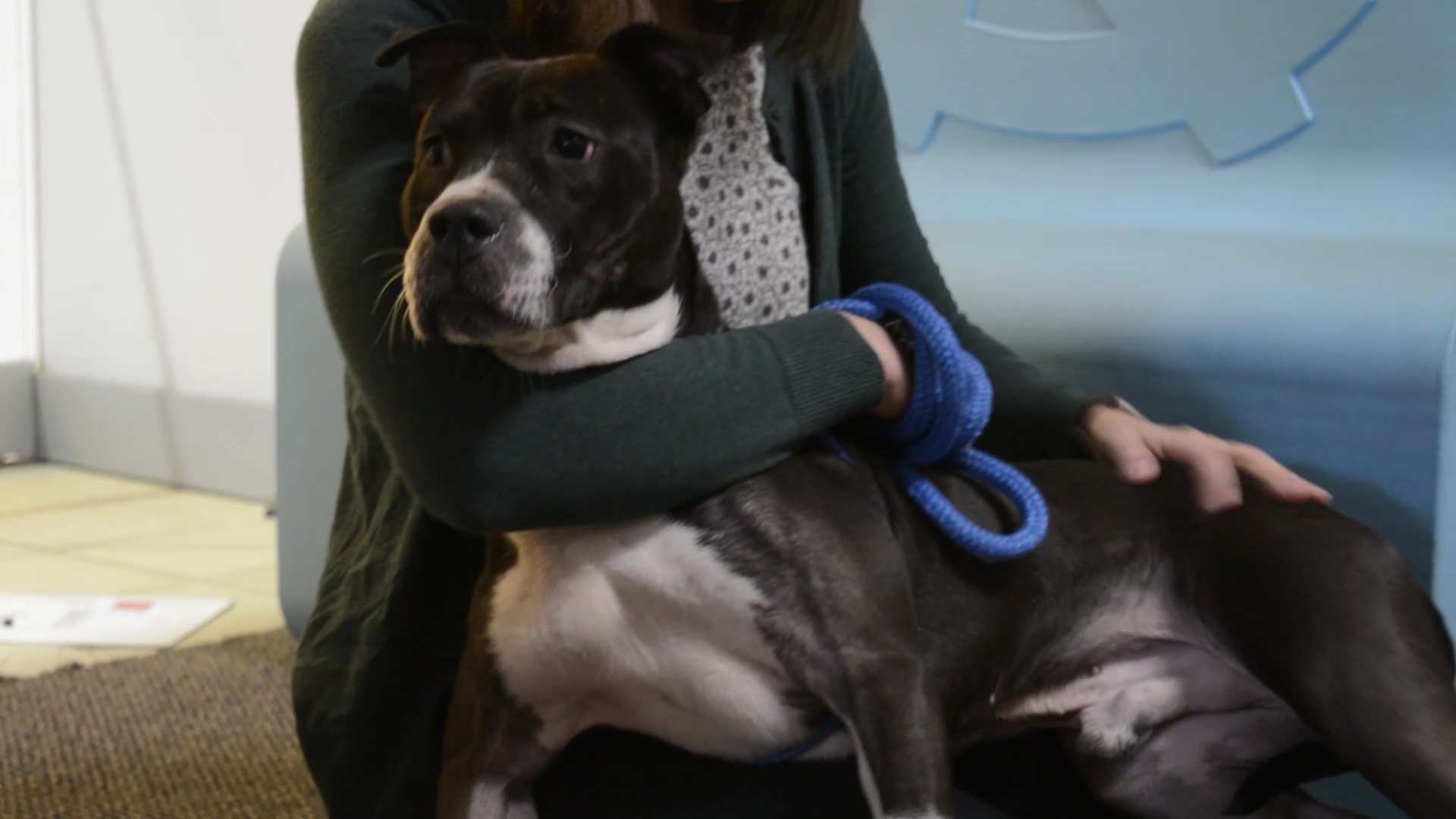 Adopt-A-Pet: Nino from Orange County Animal Services