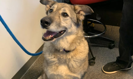 Adopt-A-Pet: Sasha from Orange County Animal Services