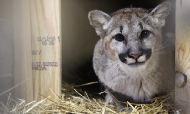 Abandoned Cougar Makes Journey From Washington to Chatham