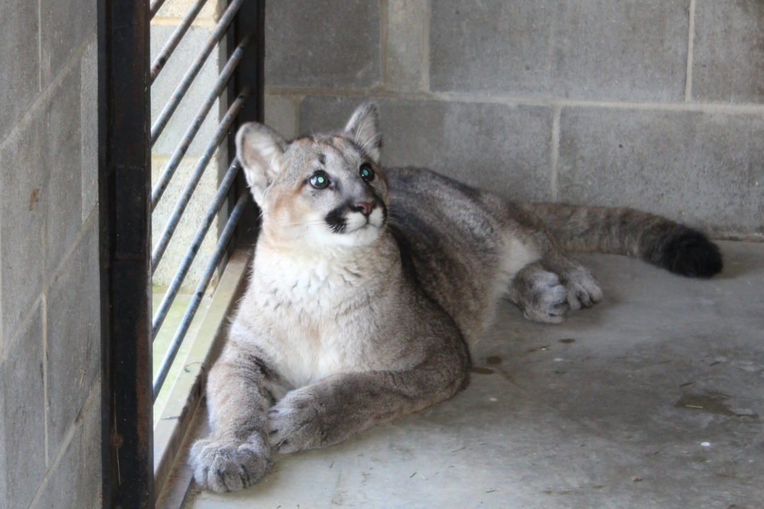 Abandoned Cougar Makes Journey From Washington to Chatham