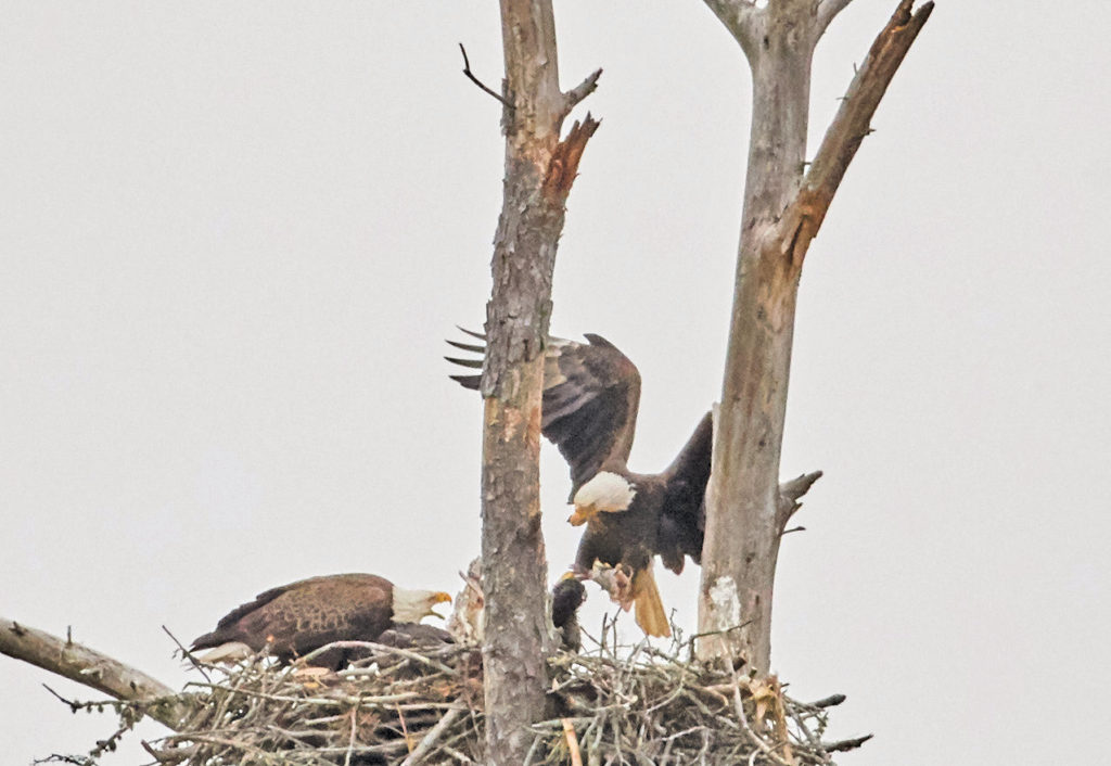 Jordan Lake’s Bald Eagles Seek Sanctuary
