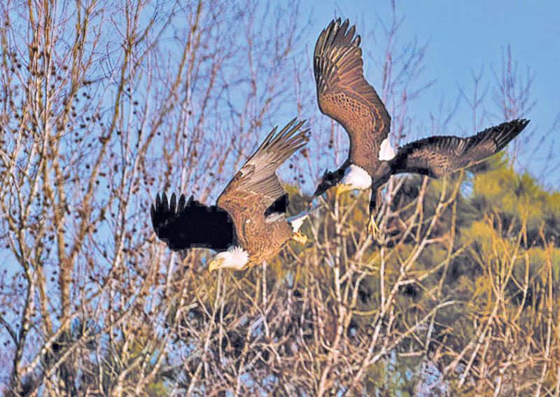 Jordan Lake’s Bald Eagles Seek Sanctuary