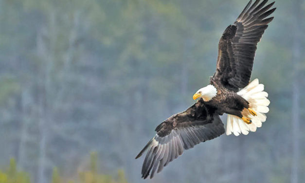 Jordan Lake Bald Eagle Count Set for January 12