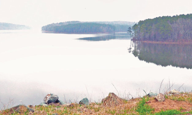 Jordan Lake’s Bald Eagles Seek Sanctuary