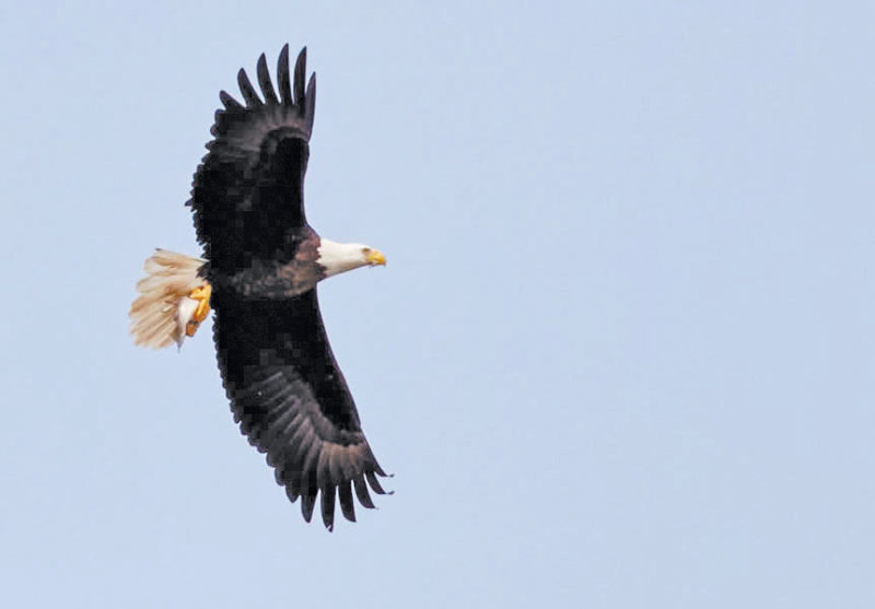 Jordan Lakes Bald Eagles Seek Sanctuary