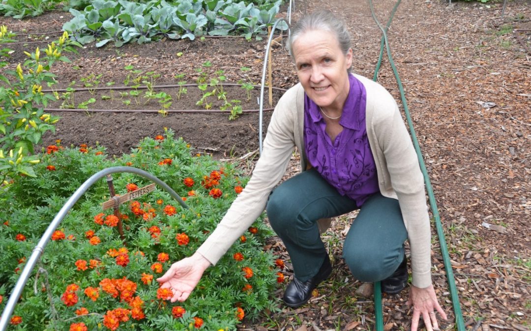 Focus Carolina: Alice Ammerman