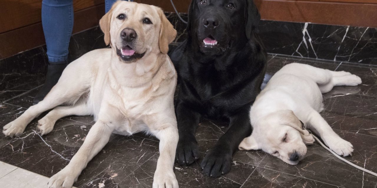 Labrador Retriever Most Pup-ular US Dog Breed for 28th Year