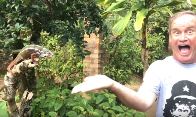 UNC Professor & Video Journalist Jim Kitchen Shares a Meal with a Panther Chameleon