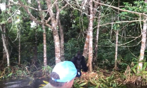 UNC Professor & Video Journalist Jim Kitchen Hangs Out With A 600-Pound Gorilla