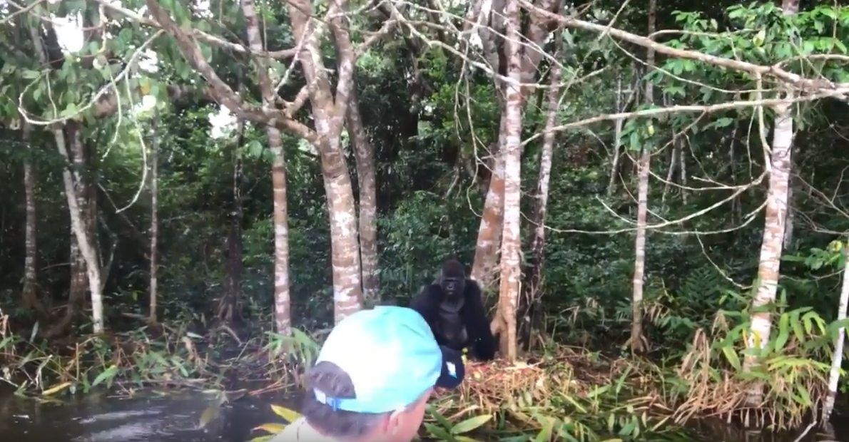 UNC Professor & Video Journalist Jim Kitchen Hangs Out With A 600-Pound Gorilla