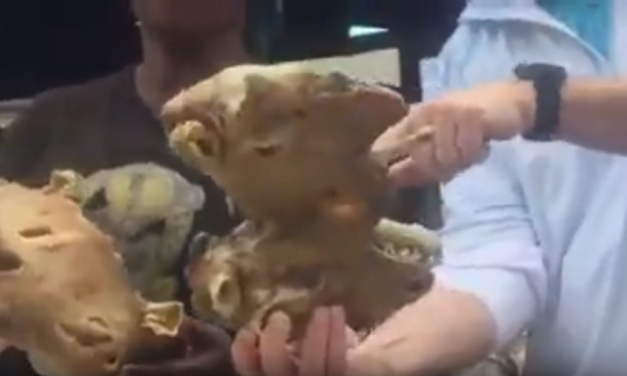 UNC Professor & Video Journalist Jim Kitchen Shies Away From Eating Sheep’s Head in Cape Town