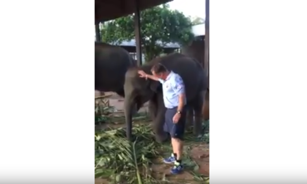 UNC Professor & Video Journalist Jim Kitchen Feeds Baby Elephants in Sri Lanka