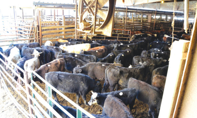 Why Are There so Many Cows in Chatham County?