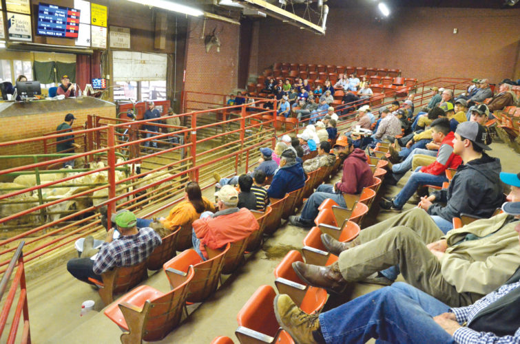 Why Are There so Many Cows in Chatham County?