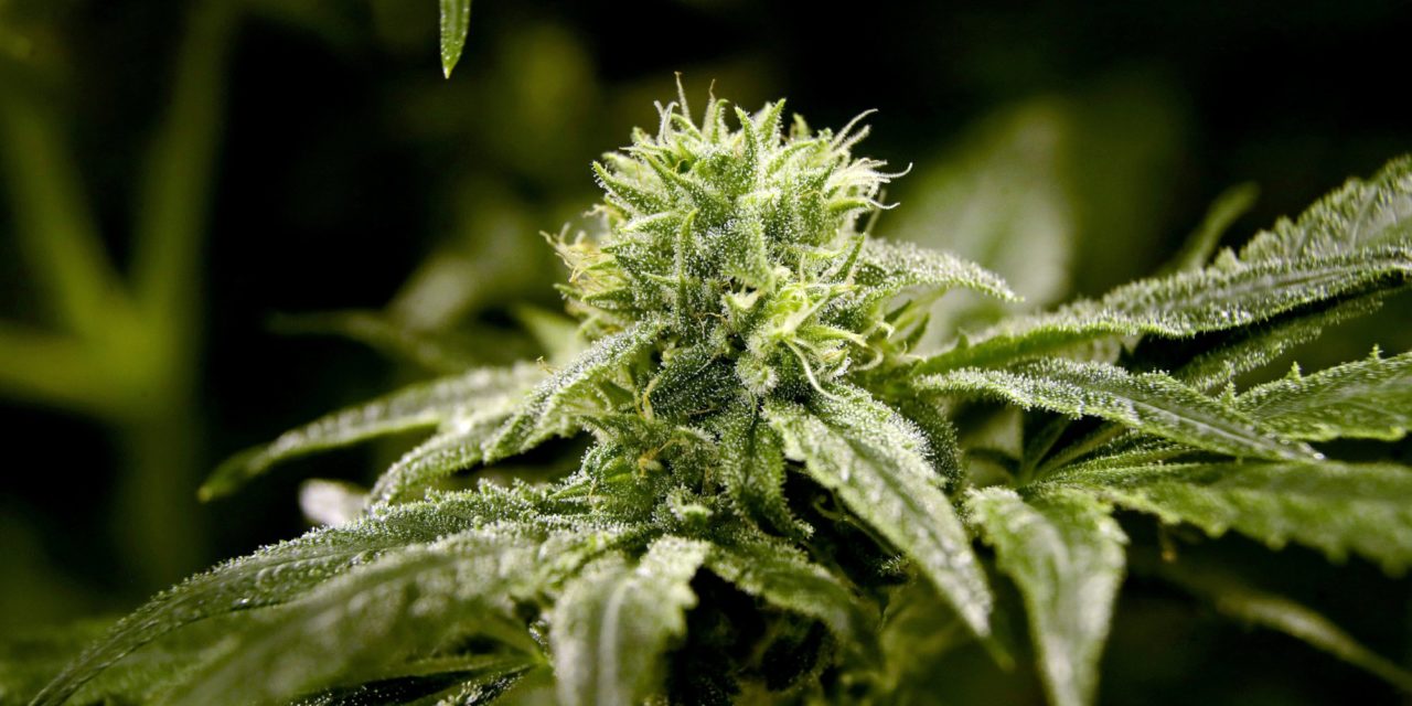 Orange County Commissioners Vote in Support of Decriminalizing Marijuana