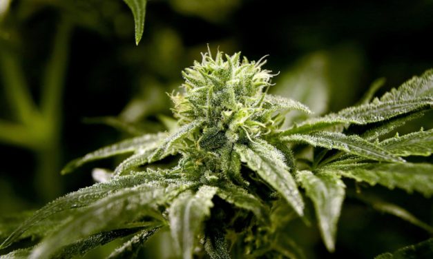 Medical Marijuana Legalization Keeps Advancing in NC Senate