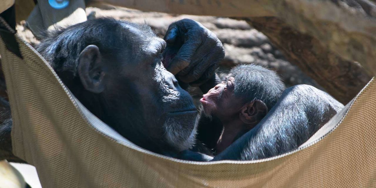 Baby Chimp at North Carolina Zoo gets Name Picked by Public