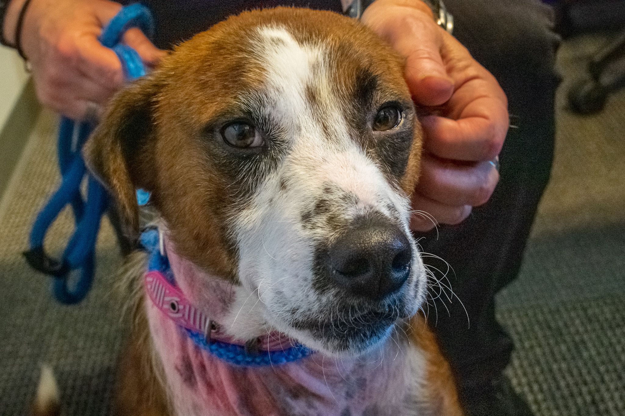 Adopt-A-Pet: NAAN from Orange County Animal Services