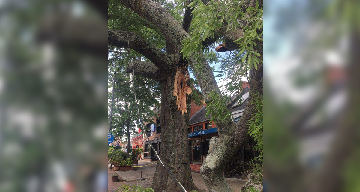 1 Injured as Tree Falls in Downtown Chapel Hill