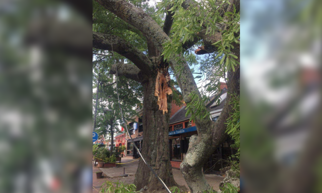 1 Injured as Tree Falls in Downtown Chapel Hill
