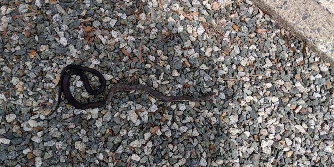 Snake Climbs Into Substation, Causes Power Outage in Hillsborough