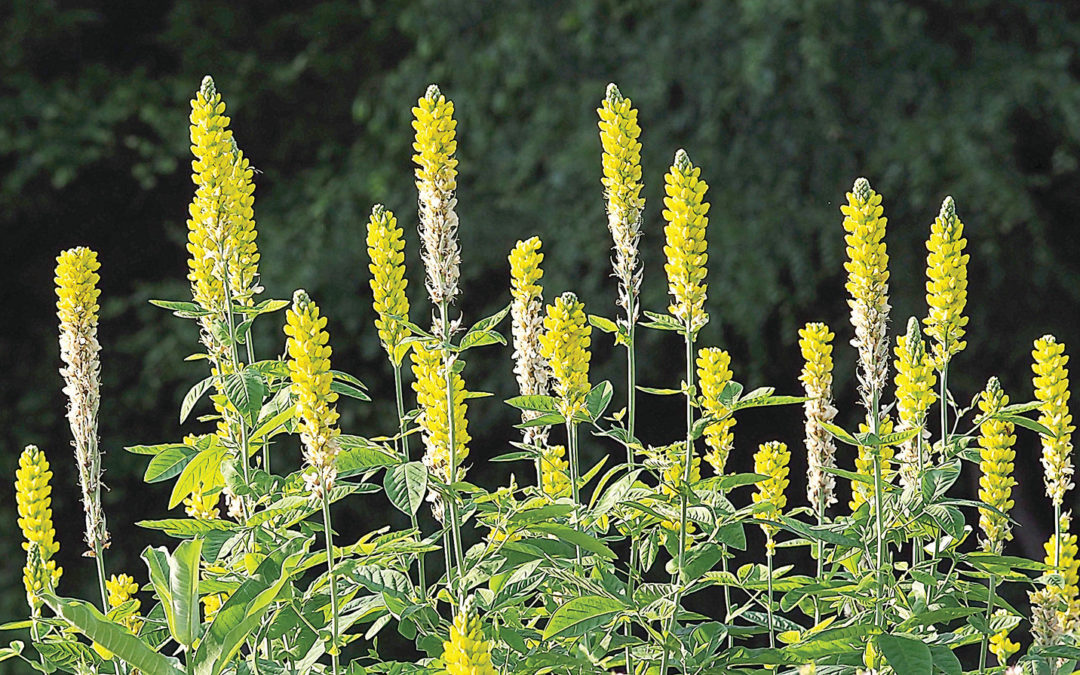 Chatham County Roundup: One Step at a Time