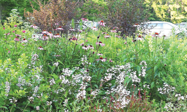 Pollinator Garden in Pittsboro Feeds Bees, Local Economy