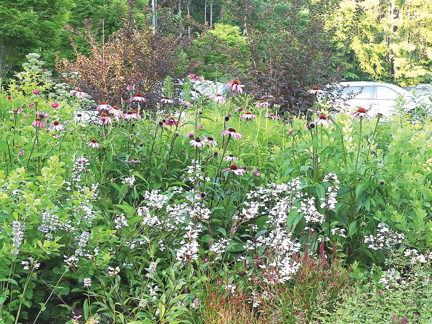 Pollinator Garden in Pittsboro Feeds Bees, Local Economy