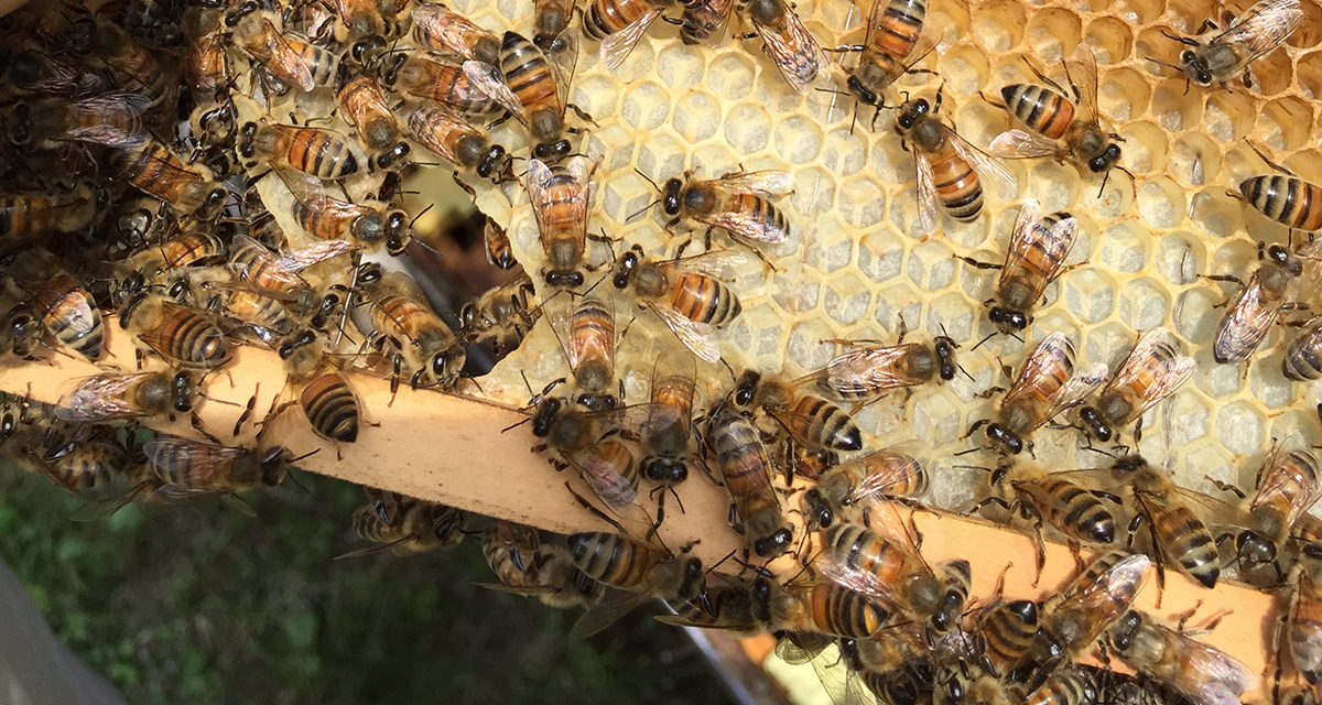 Made in NC: Just Bee Apiary