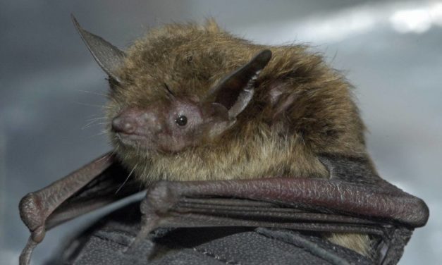 Second Rabies Case Reported in Orange County