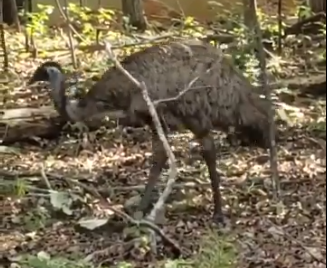 Report: Multiple Emu Sightings in Chatham, Orange Counties