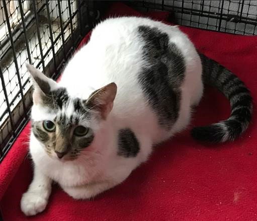 Adopt-A-Pet: Puddles from Goathouse Refuge