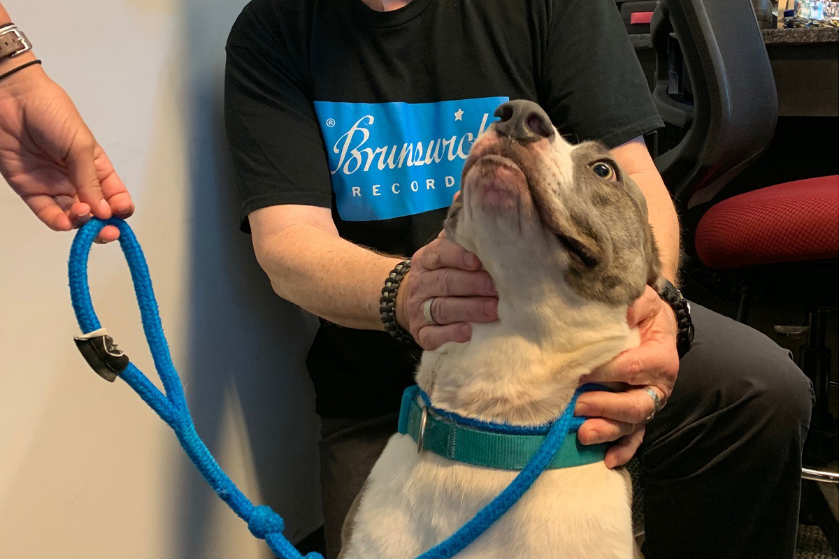 Adopt-A-Pet: Mason from Orange County Animal Services