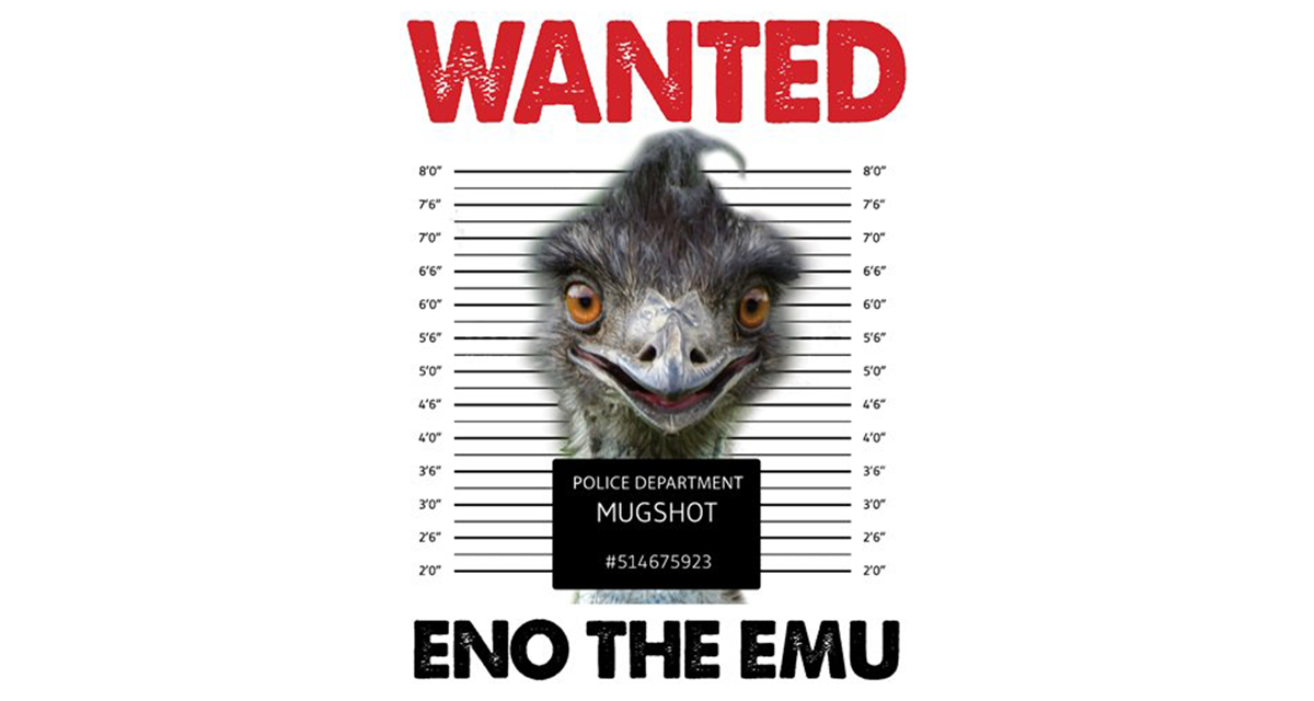 ‘Eno the Emu’ Eludes Authorities, Draws National Headlines