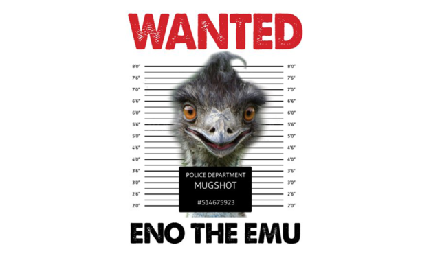 ‘Eno the Emu’ Eludes Authorities, Draws National Headlines