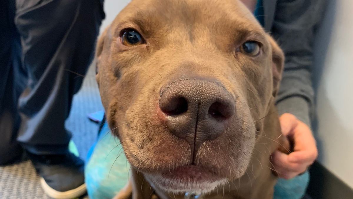 Adopt-A-Pet: Wendy from Yadid’it! Sustainable Dog Rescue