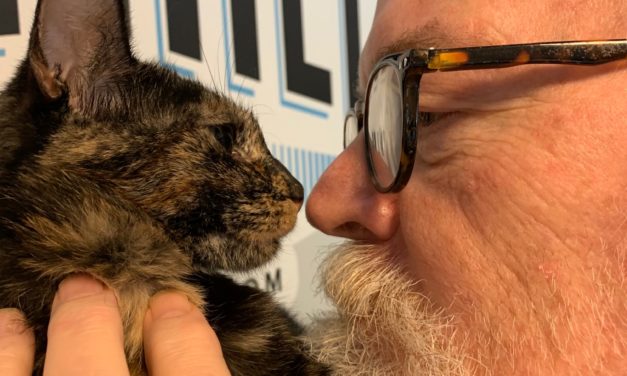 Adopt-A-Pet: Skyler from Orange County Animal Services