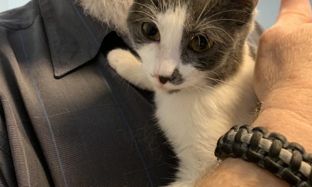 Adopt-A-Pet: Benny and Sweetie from Orange County Animal Services