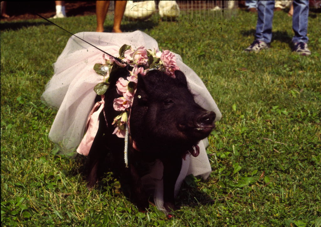 Hillsborough's Hog Day Festival Returns to the Riverpark This Weekend