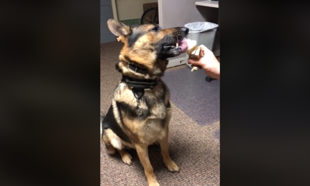 Hillsborough Police K-9 Finds Drugs, Rewarded With Ice Cream