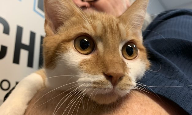 Adopt-A-Pet: Socrates and Seneca from Independent Animal Rescue